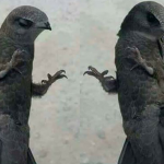 (Seri Tadabbur Qur'an) Belajar Tawakkal dari Burung : QS. An Nahl (16) : 79)